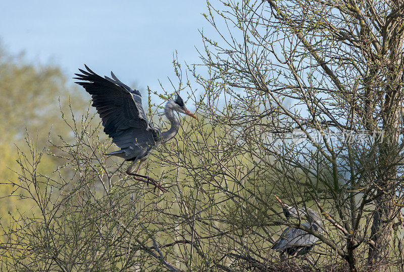 灰鹭(Ardea Cinerea)飞过来在树上筑巢